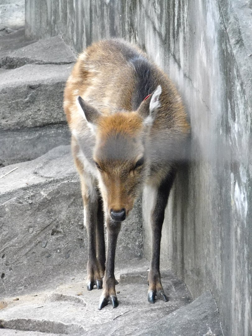 Yakushima Sika Deer (Cervus nippon yakushimae) October 4, 2025