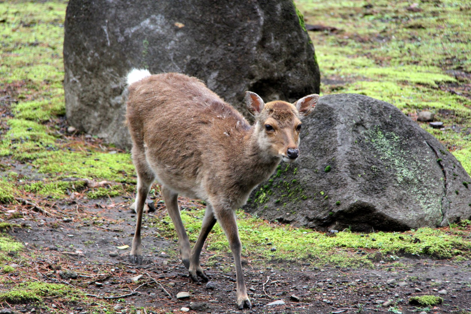 Yakushima Sika deer (Cervus nippon yakushimae)
