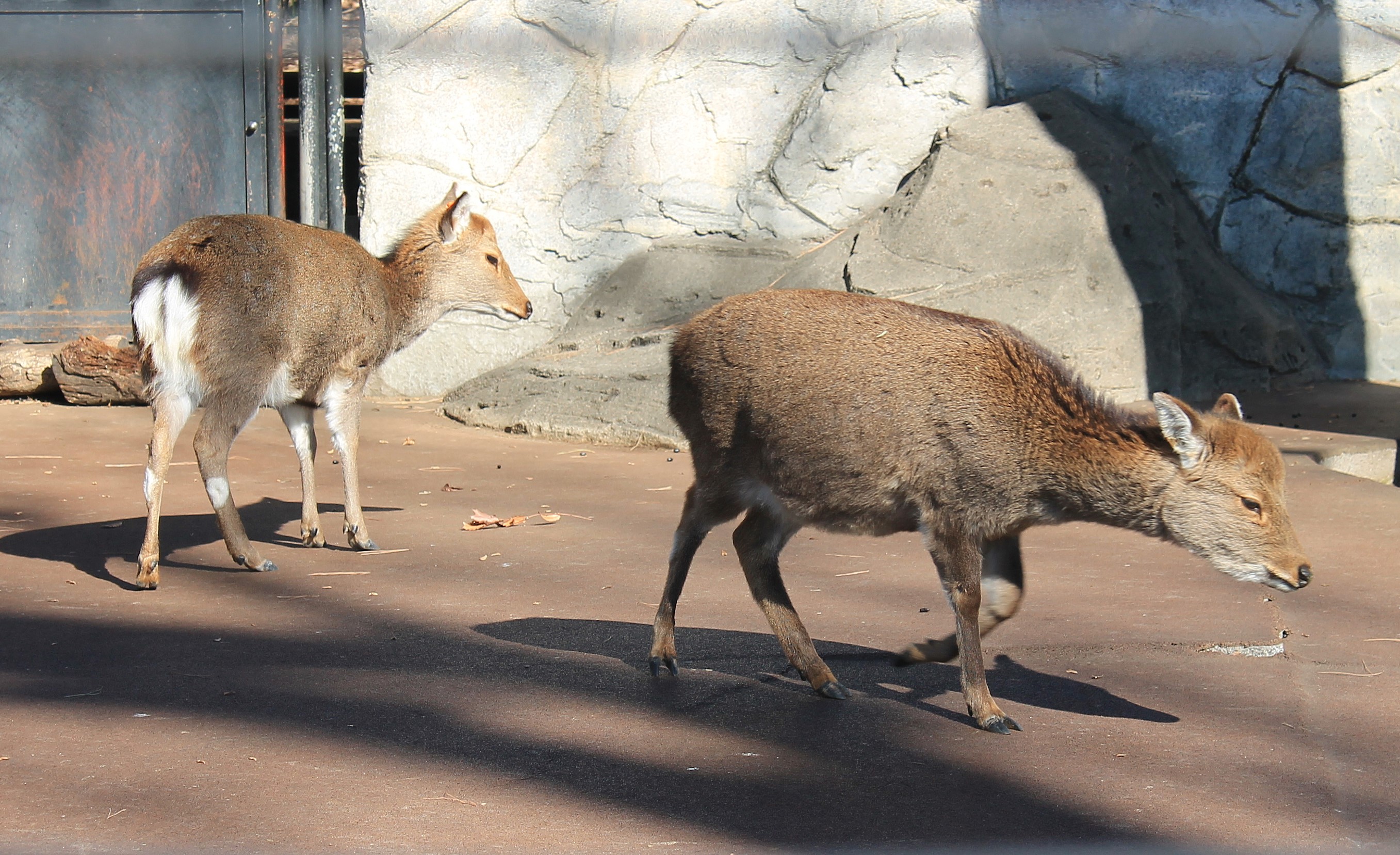 Yakushima Sika Deer (Cervus nippon yakushimae)