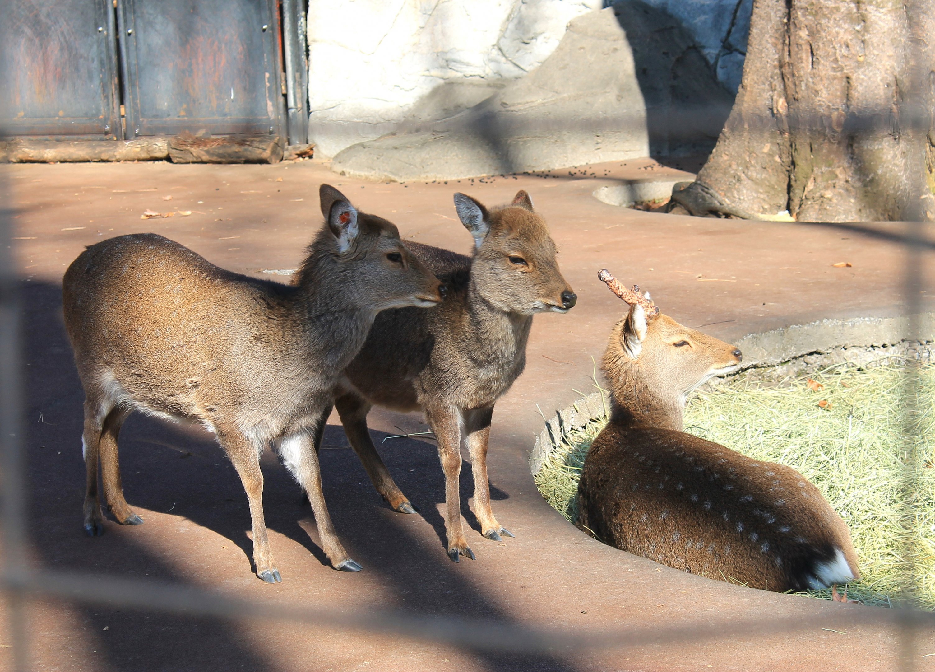 Yakushima Sika Deer (Cervus nippon yakushimae)
