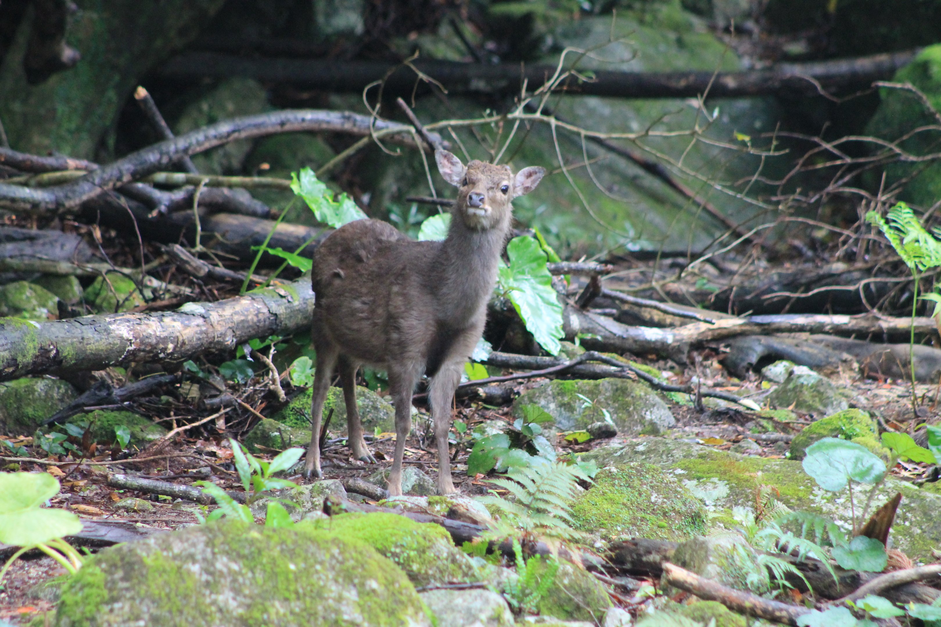 Yakushima Sika Deer (Cervus nippon yakushimae)
