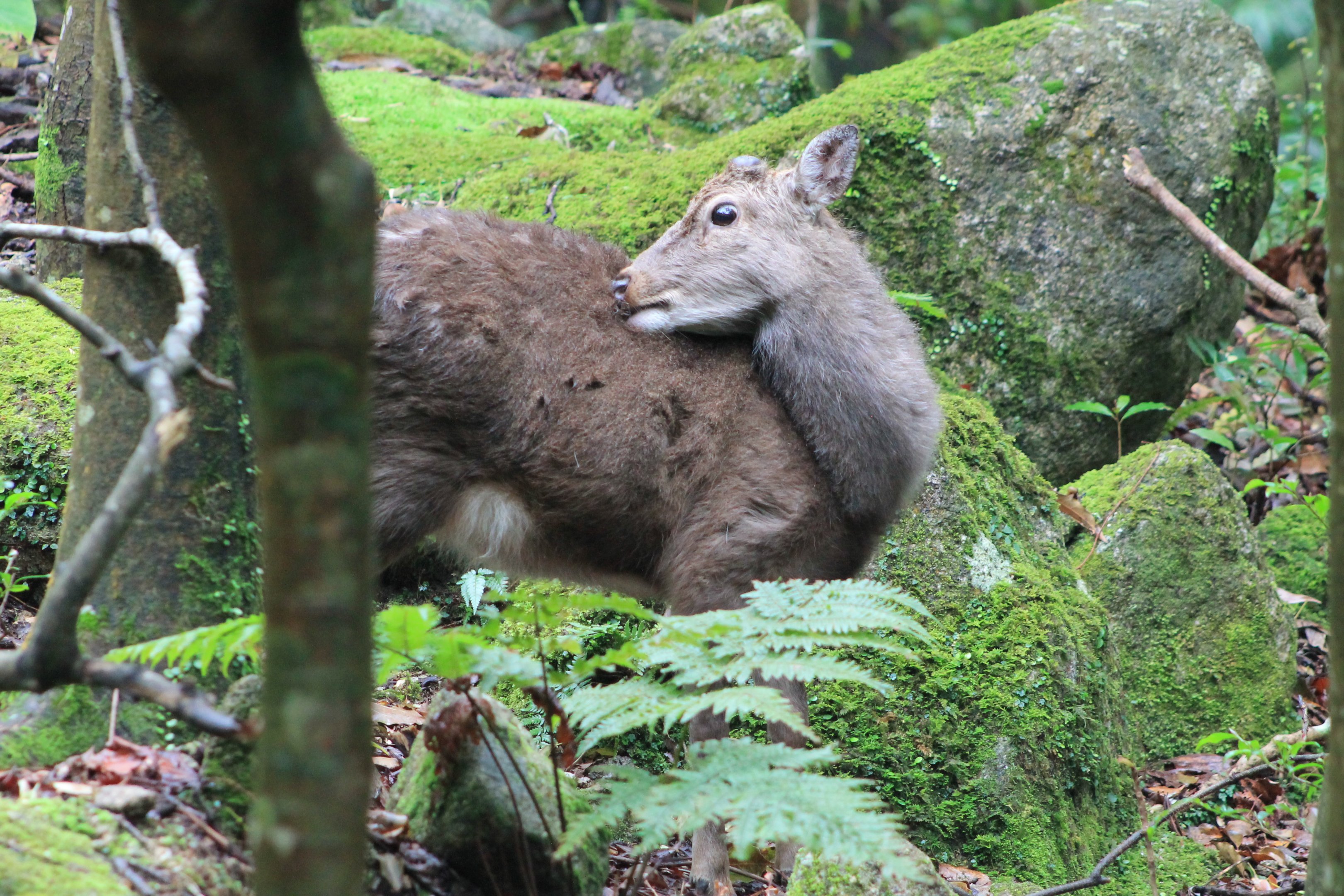 Yakushima Sika Deer (Cervus nippon yakushimae)