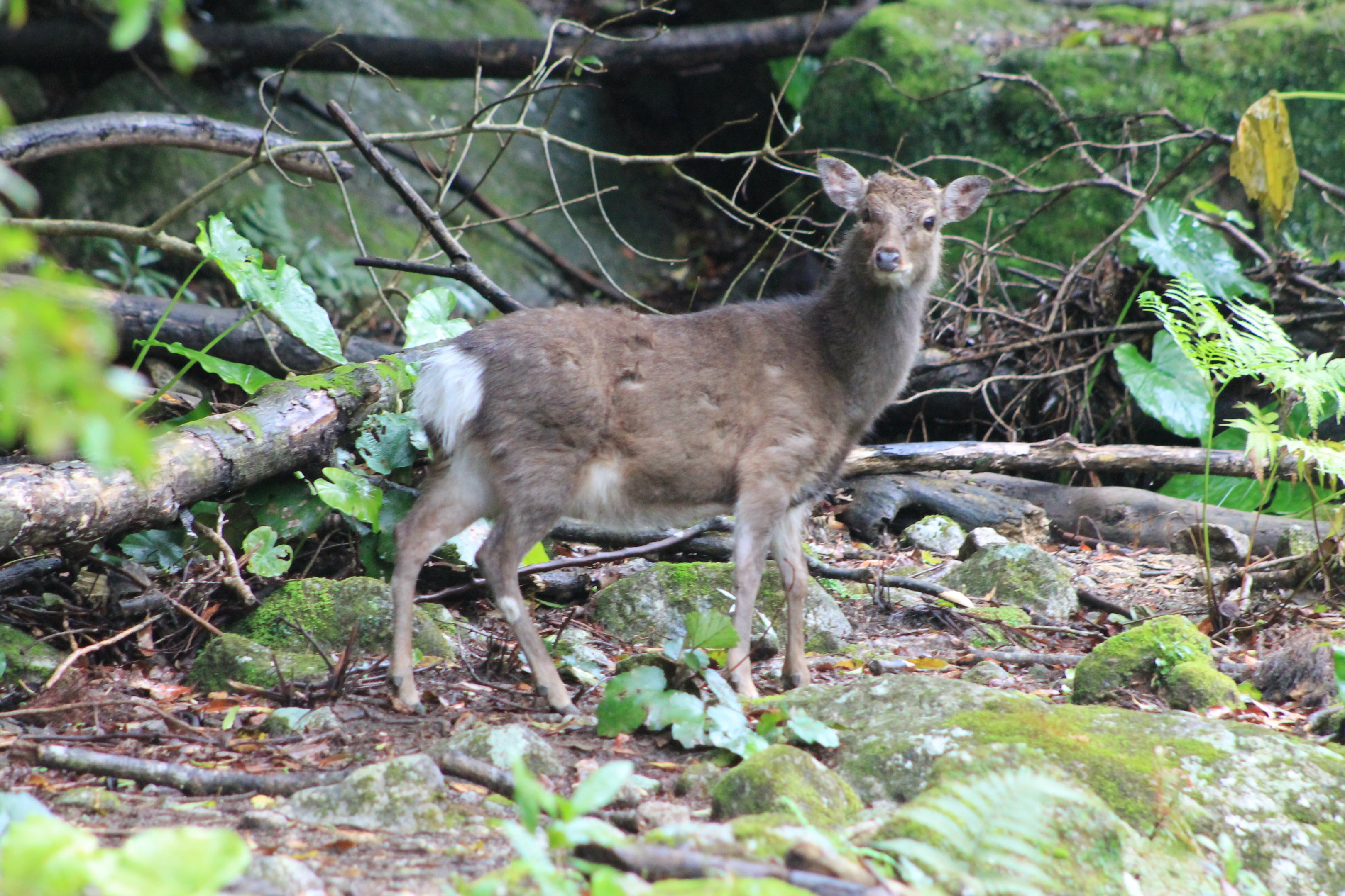 Yakushima Sika Deer (Cervus nippon yakushimae)