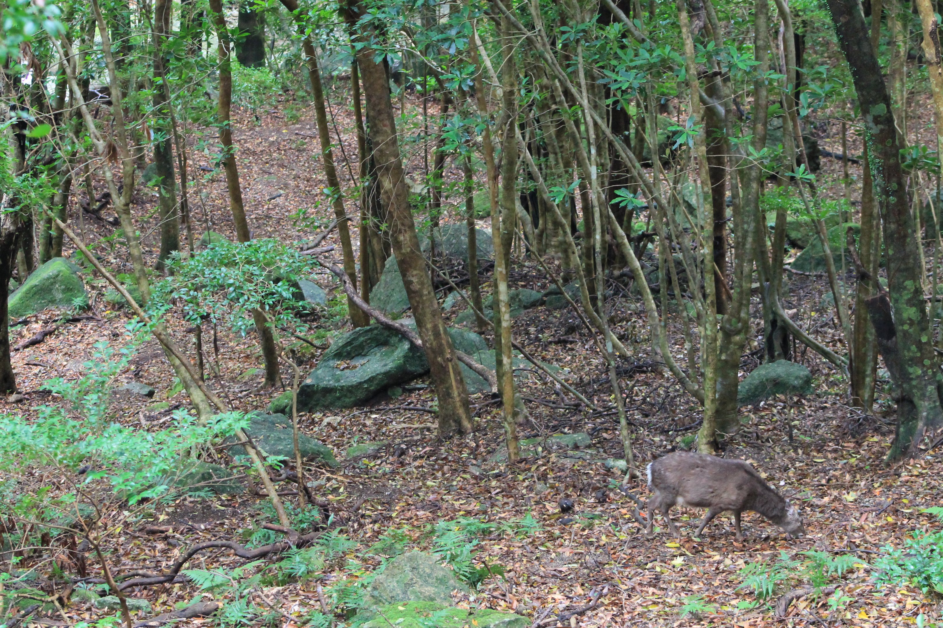 Yakushima Sika Deer (Cervus nippon yakushimae)