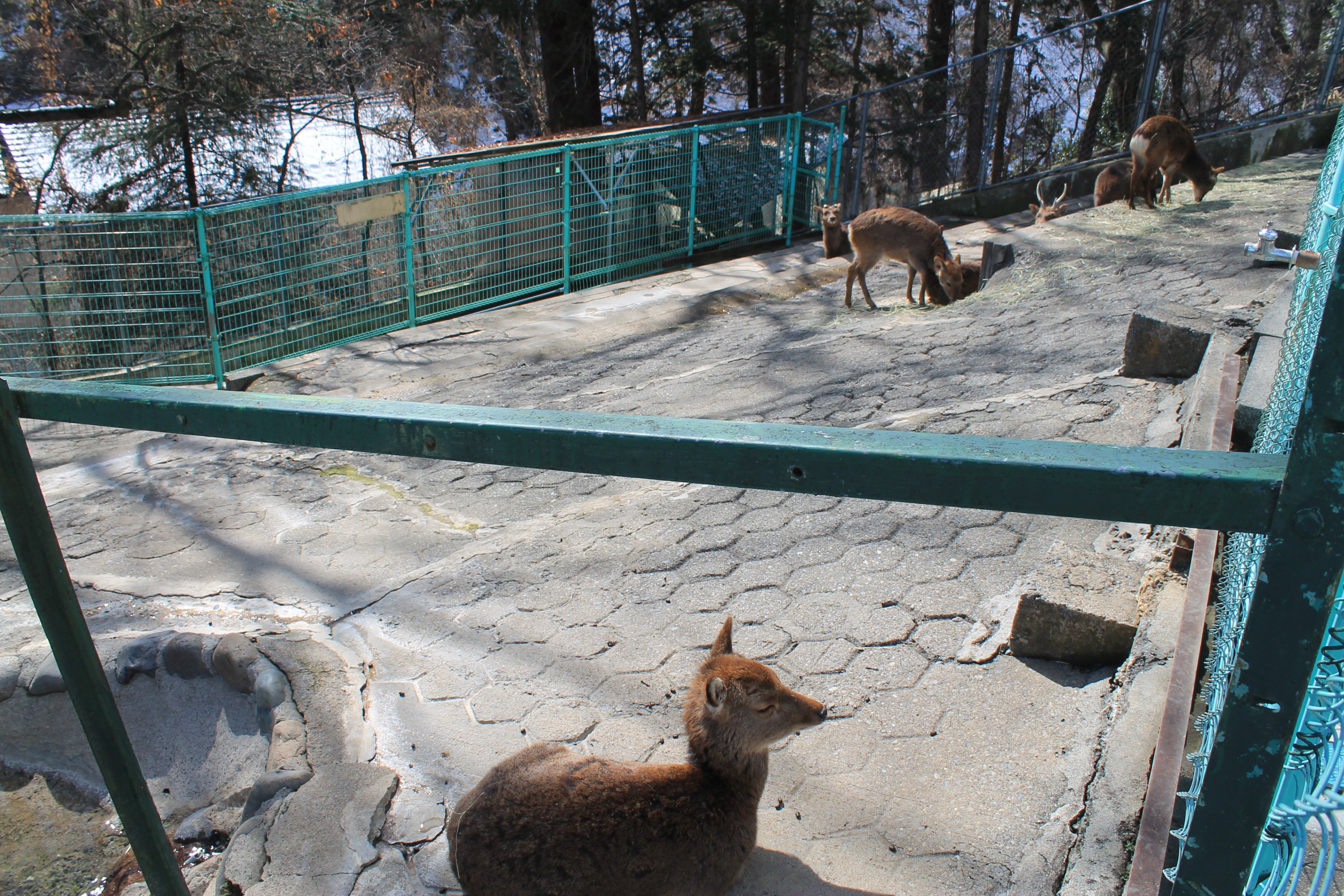 Yakushima Sika Deer, Joyama Zoo