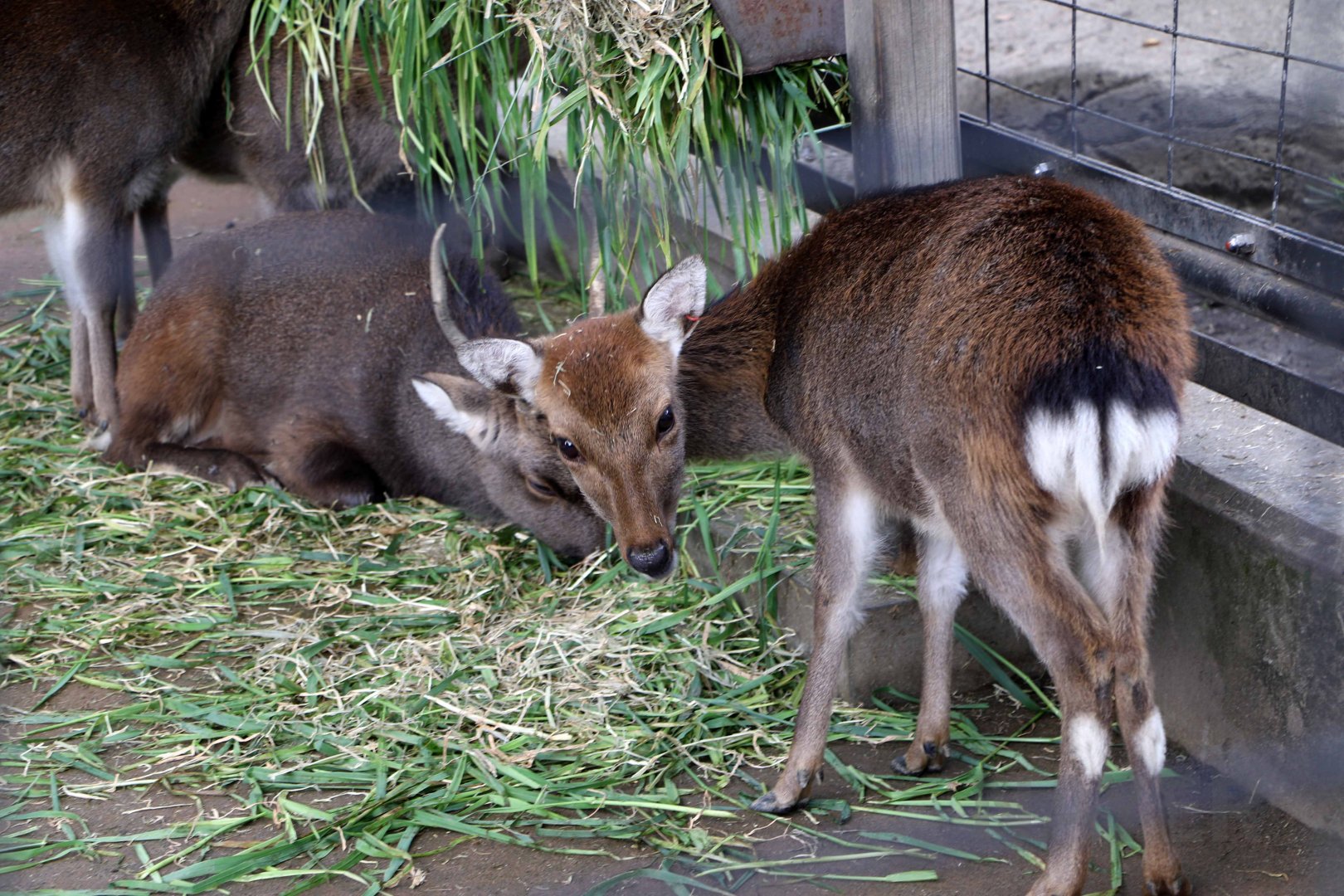 Yakushima sika deer