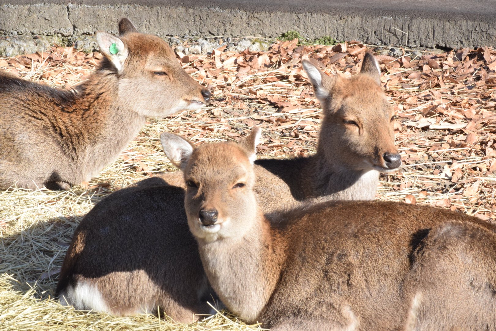 Yakushima sike deer