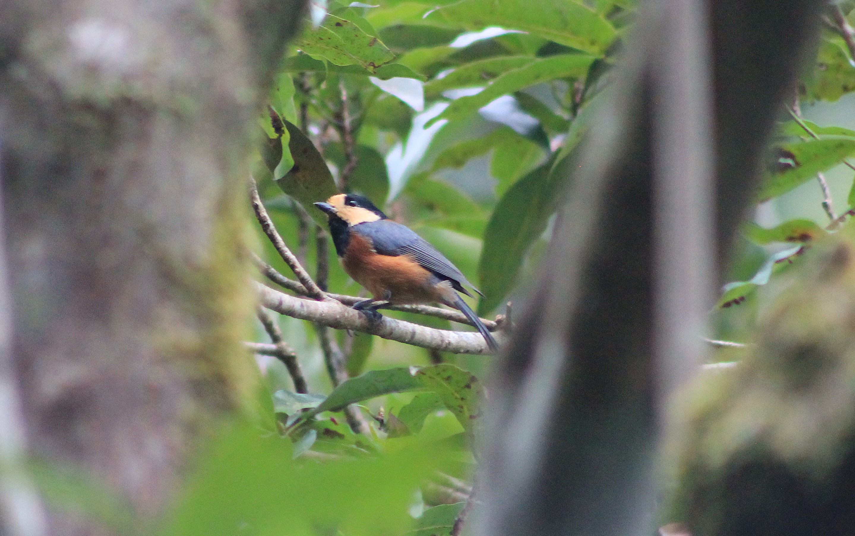 Yakushima Varied Tit (Sittiparus varius yakushimensis)