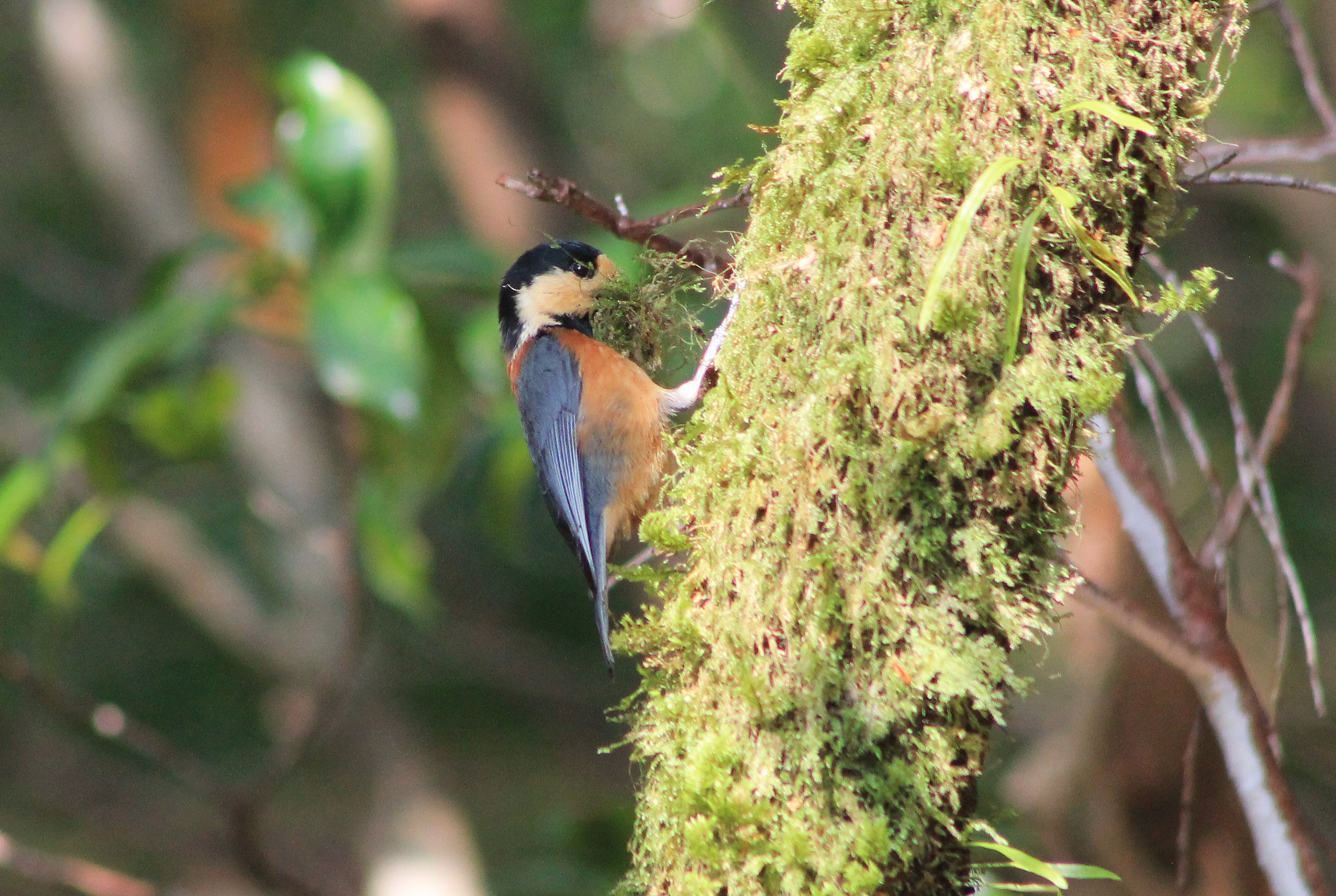 Yakushima Varied Tit (Sittiparus varius yakushimensis)
