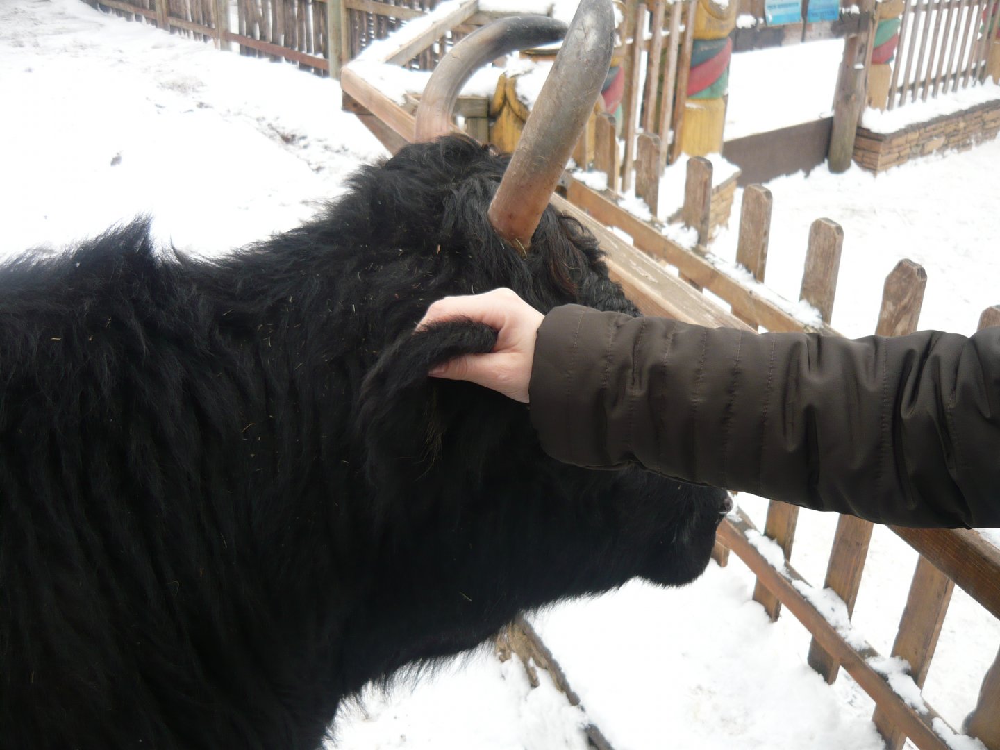 Yakutian cattle in Petting zoo