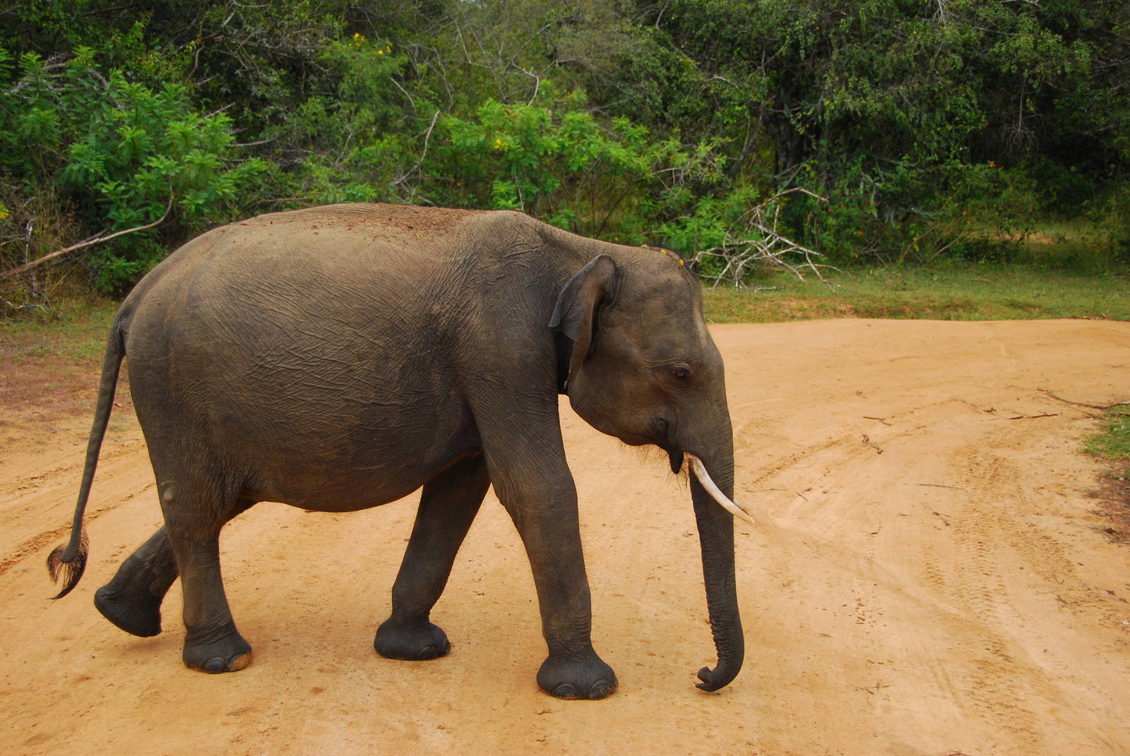 Yala National Park-Baby Male Elephant