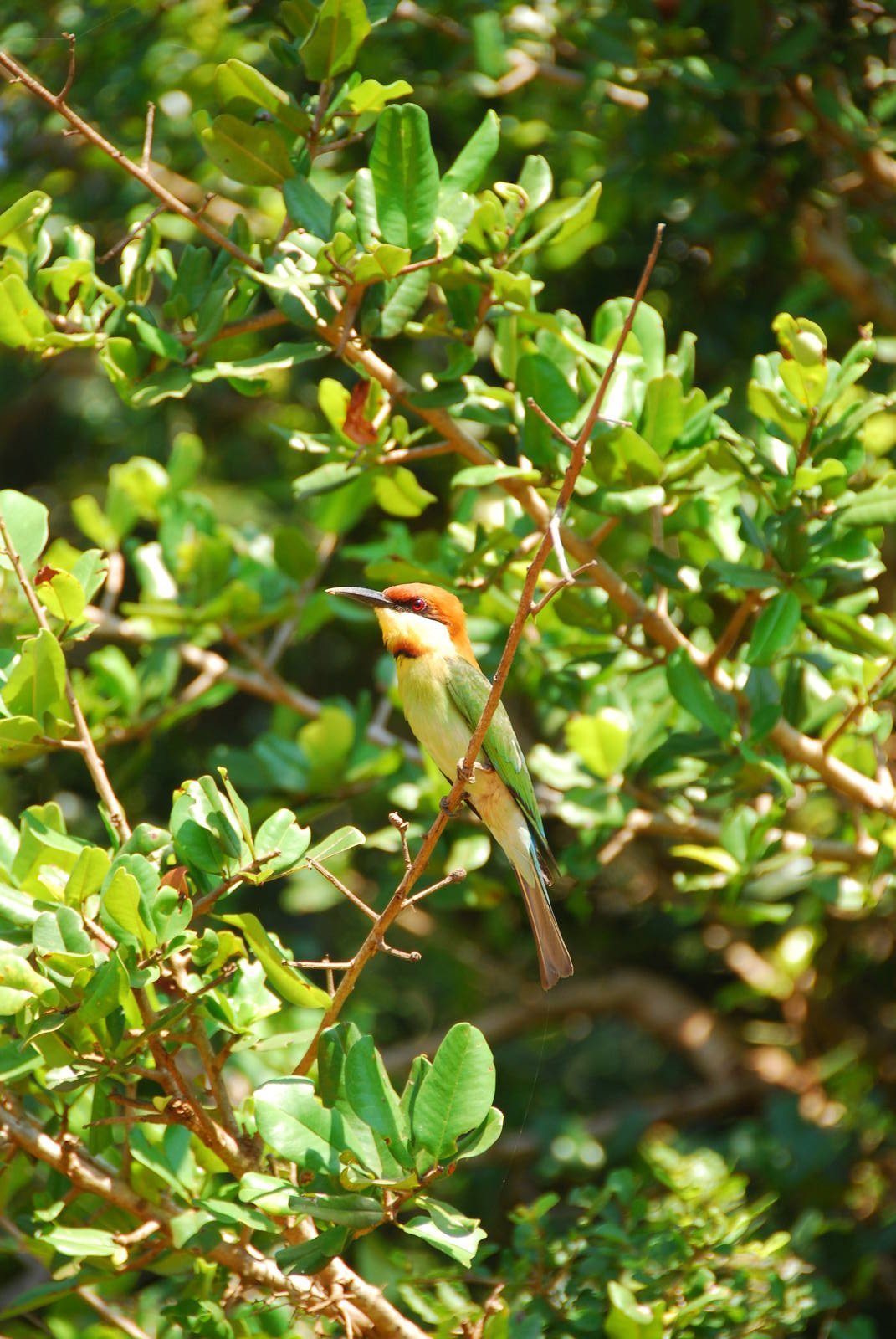Yala National Park-Bee-Eater
