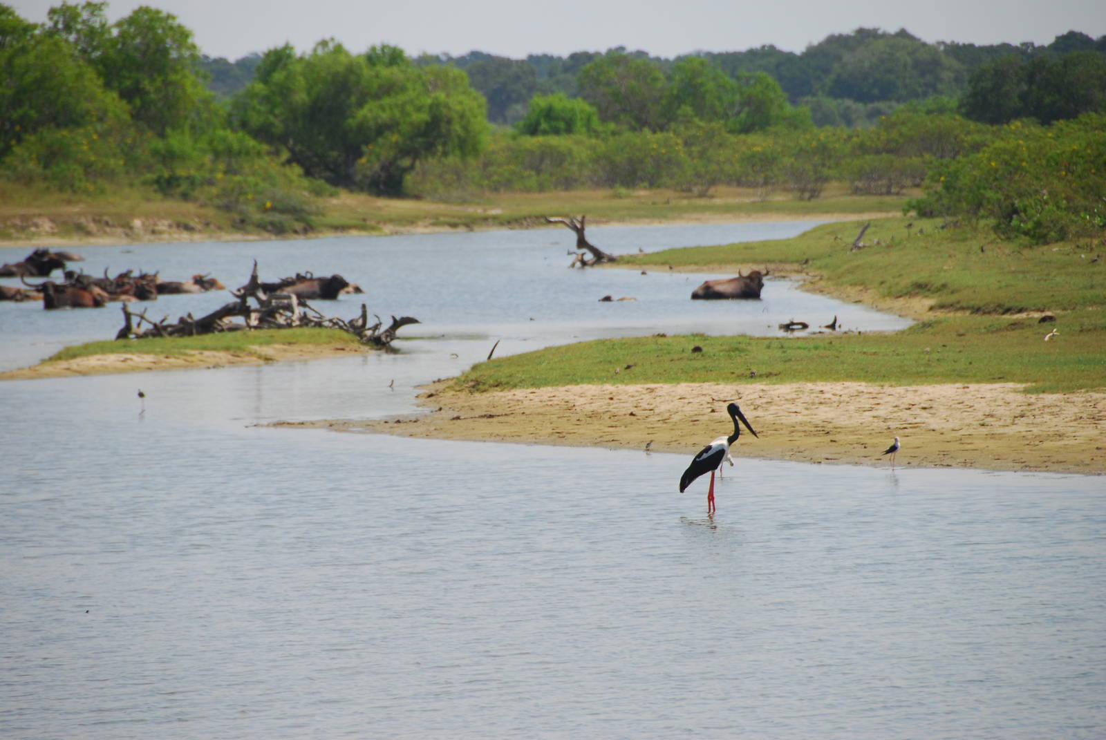 Yala National Park-Black-necked stork and buffalo