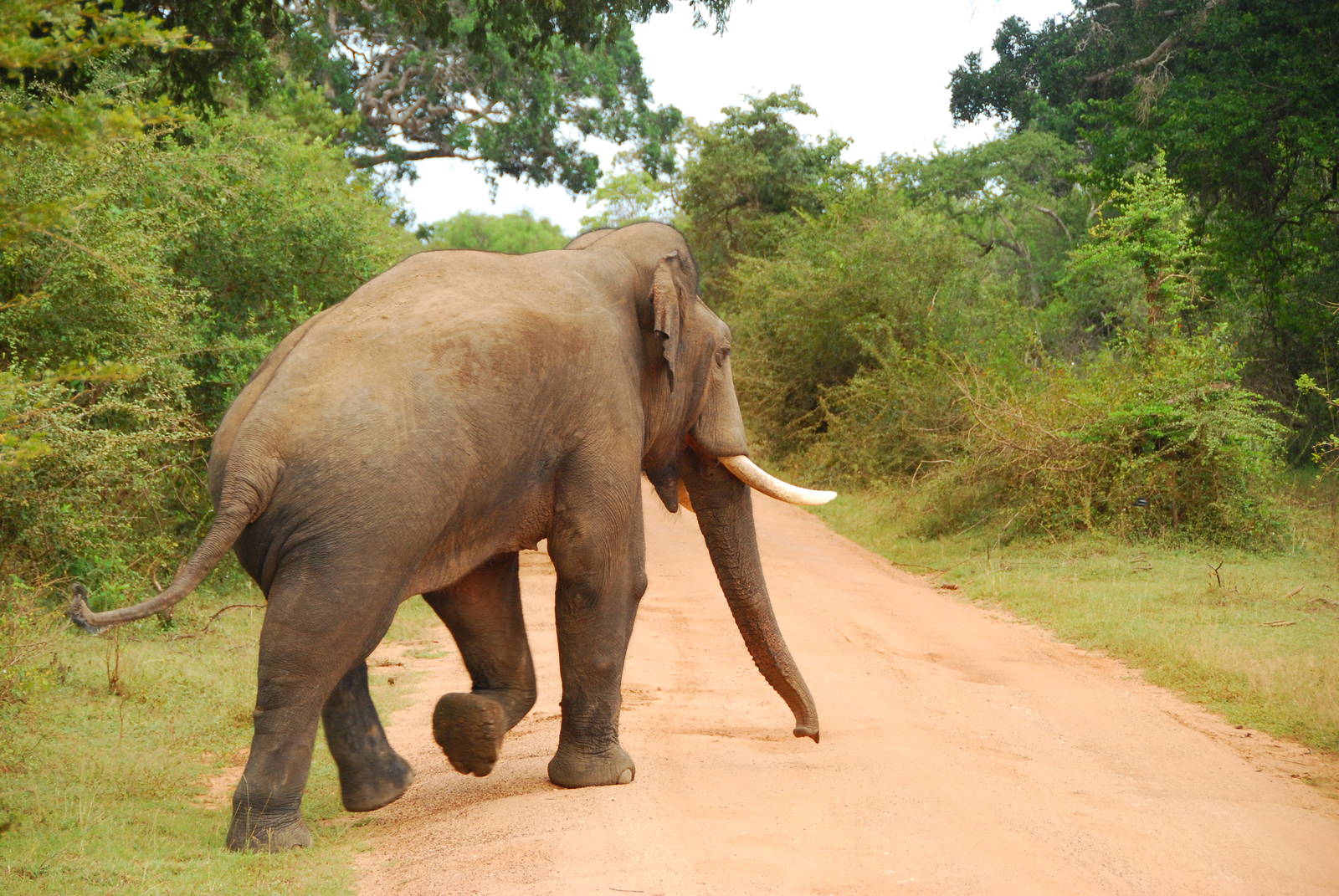 Yala National Park-Bull Elephant