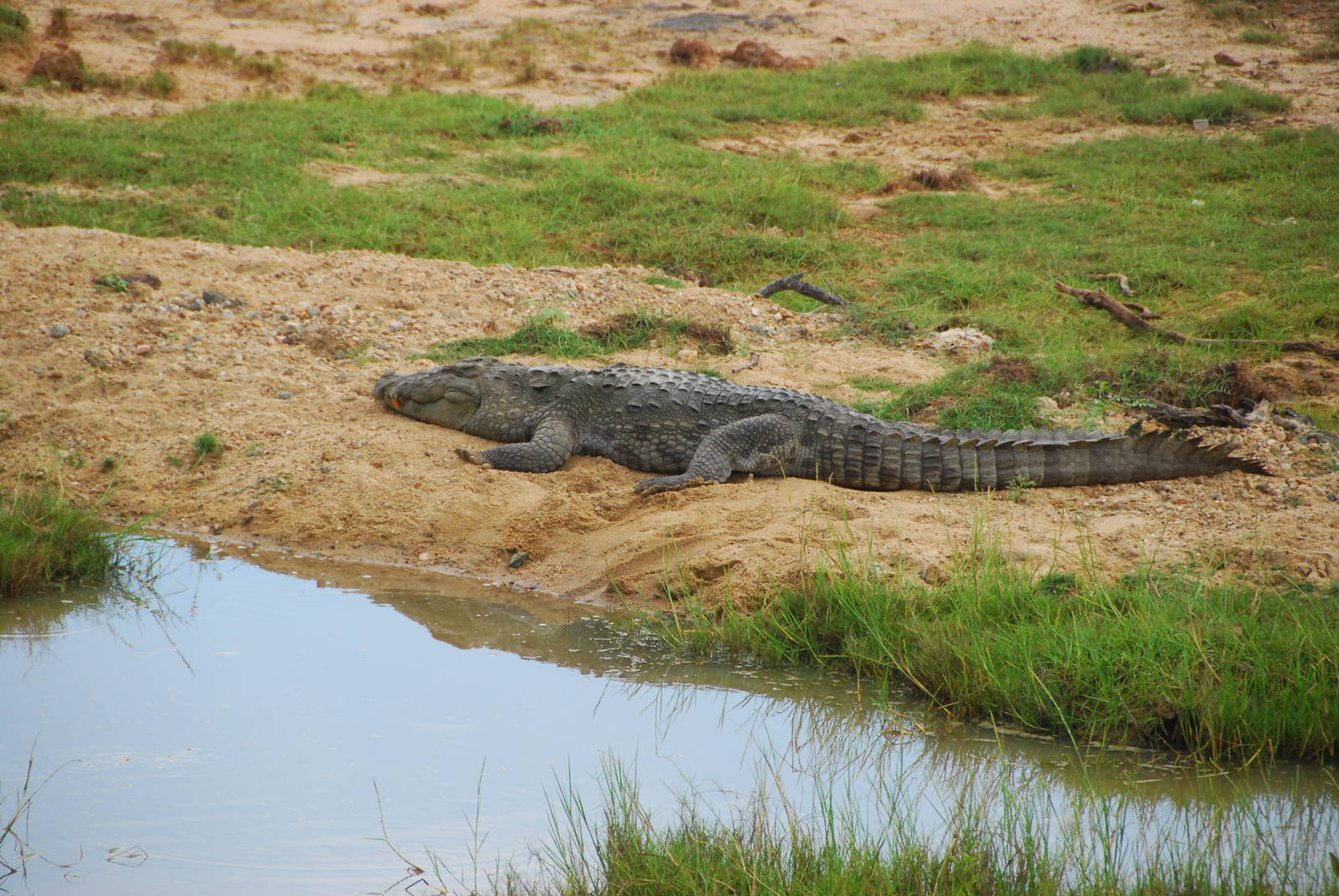 Yala National Park-Crocodile