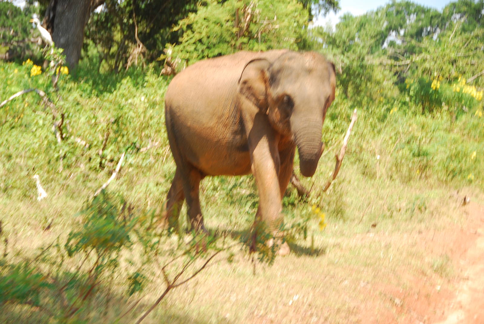 Yala National Park-Elephant cow