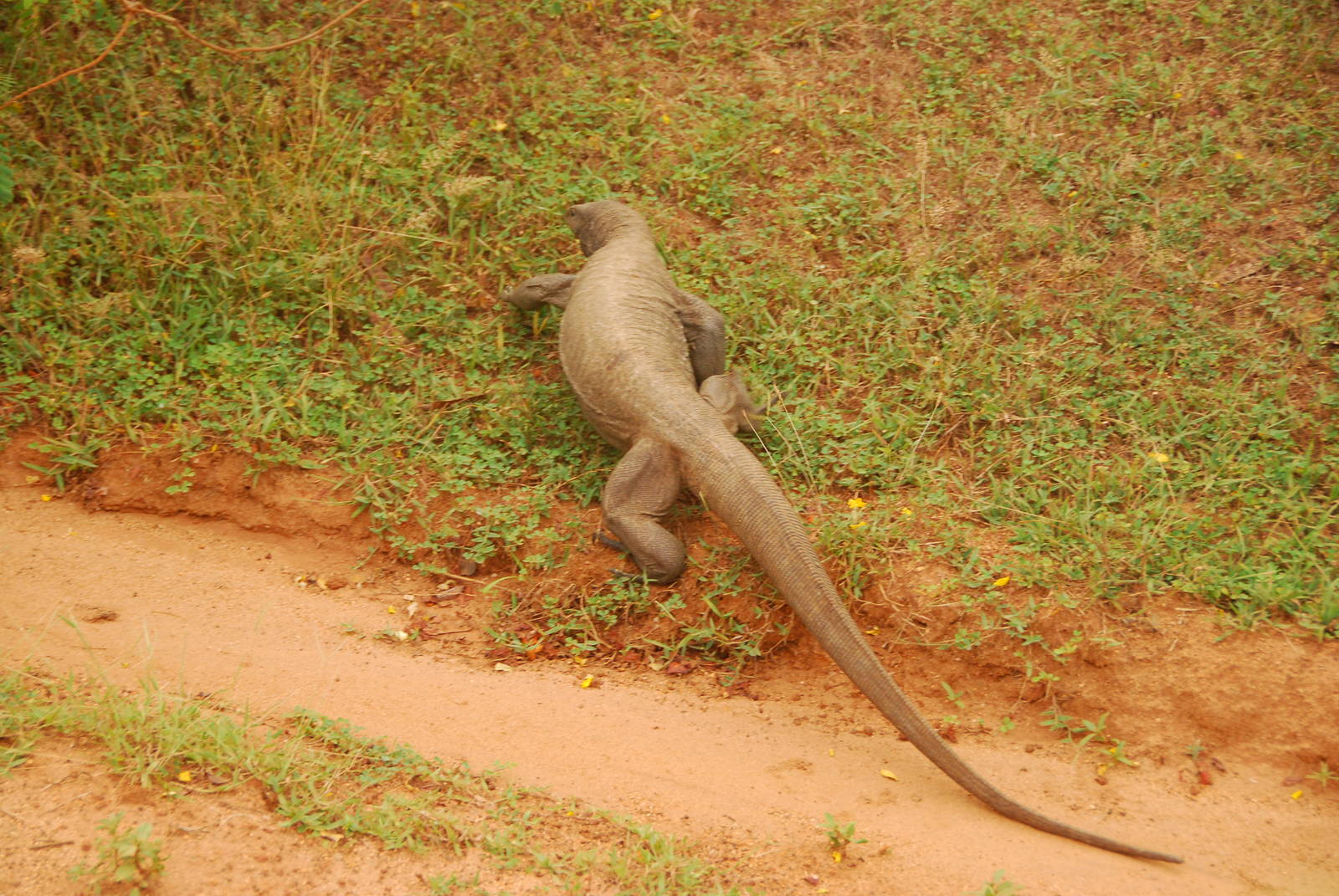 Yala National Park-Land Monitor