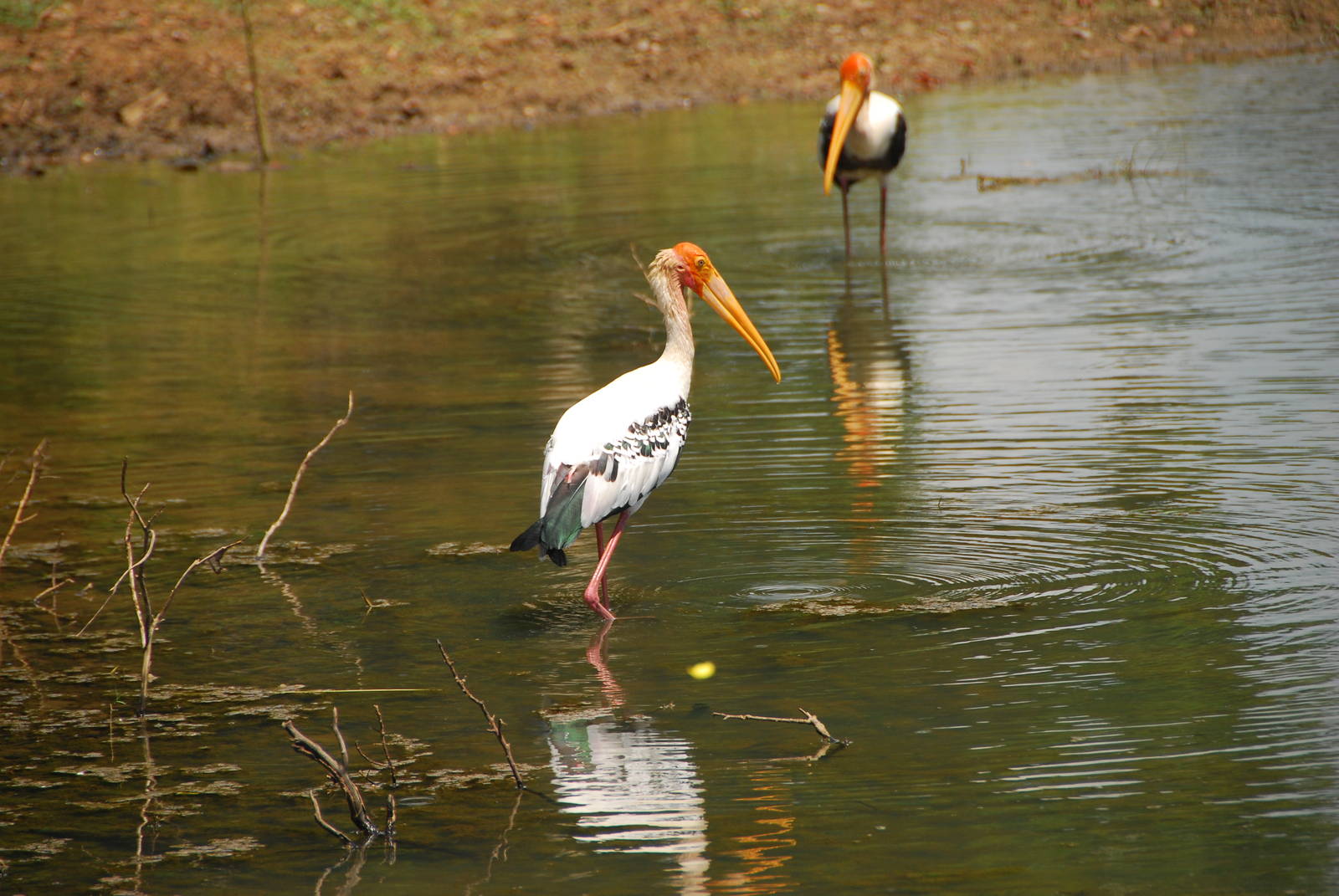 Yala National Park-Painted storks