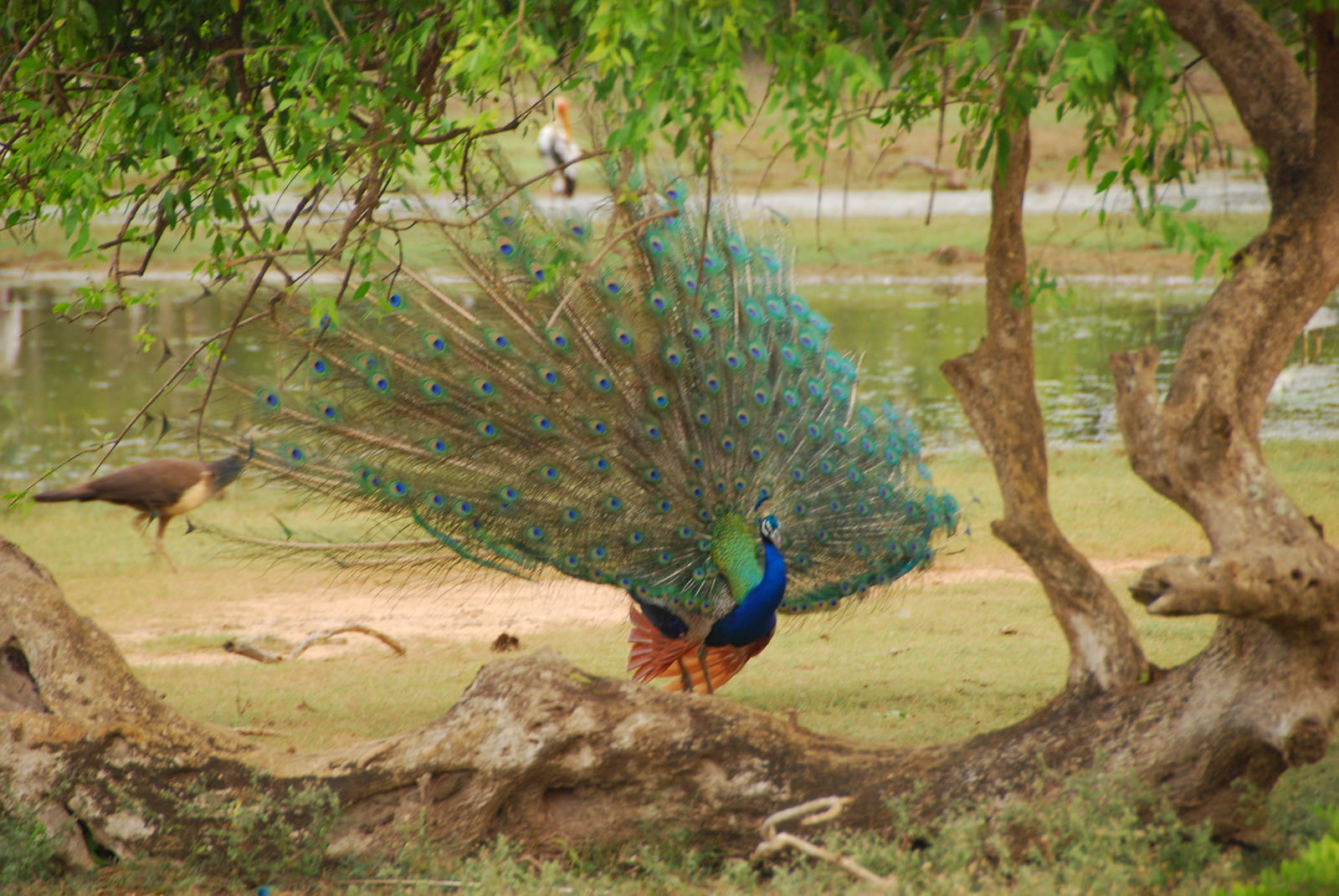 Yala National Park-Peacock and peahen