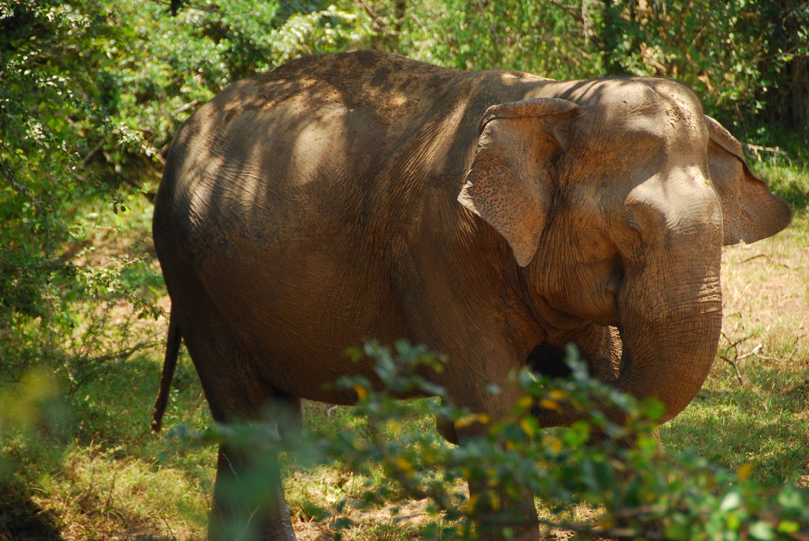 Yala National Park-Sleeping Elephant