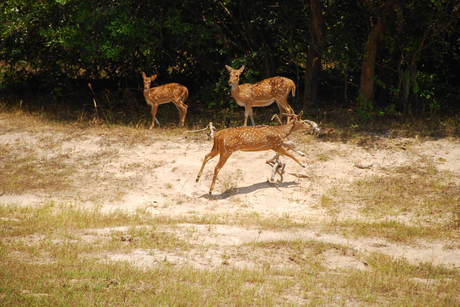 Yala National Park-Spotted Deer Family