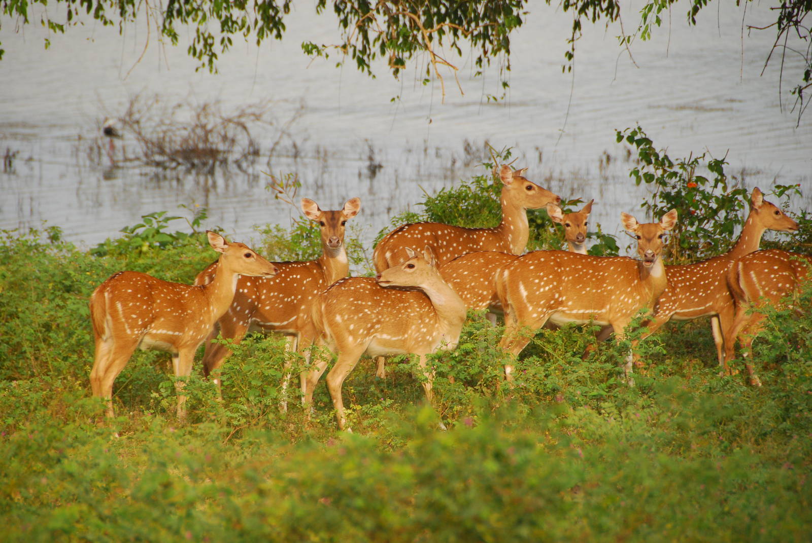 Yala National Park-Spotted Deer Herd