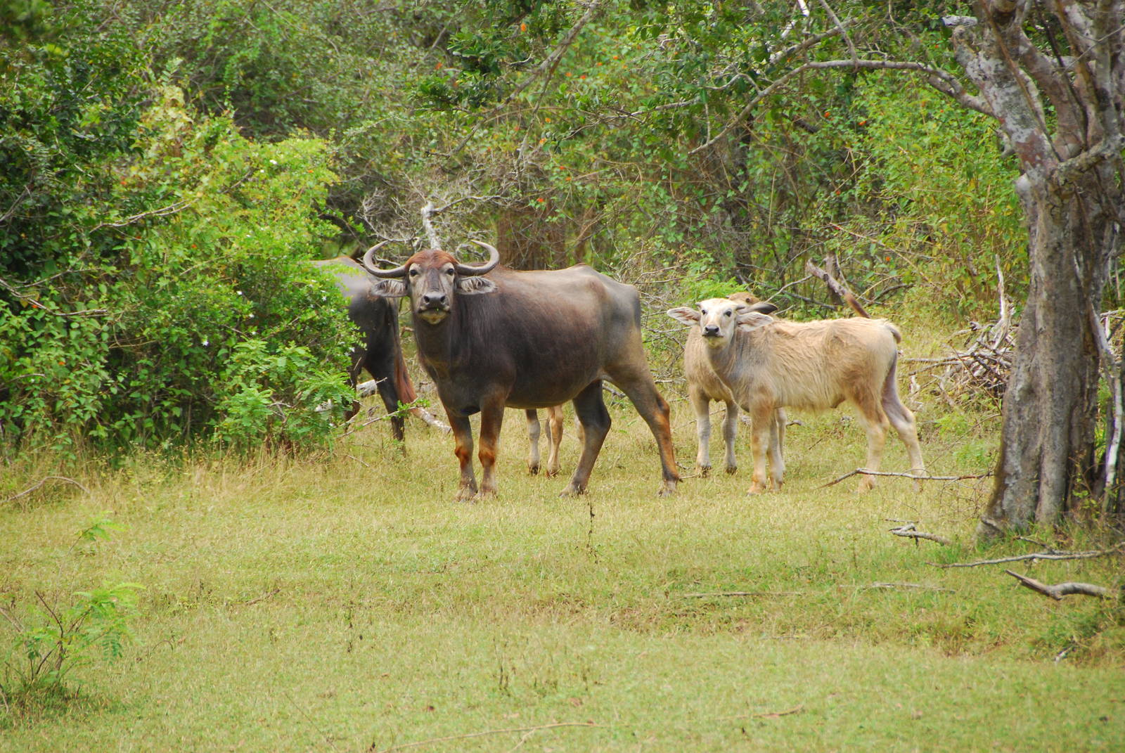 Yala National Park-Water Buffalo Family