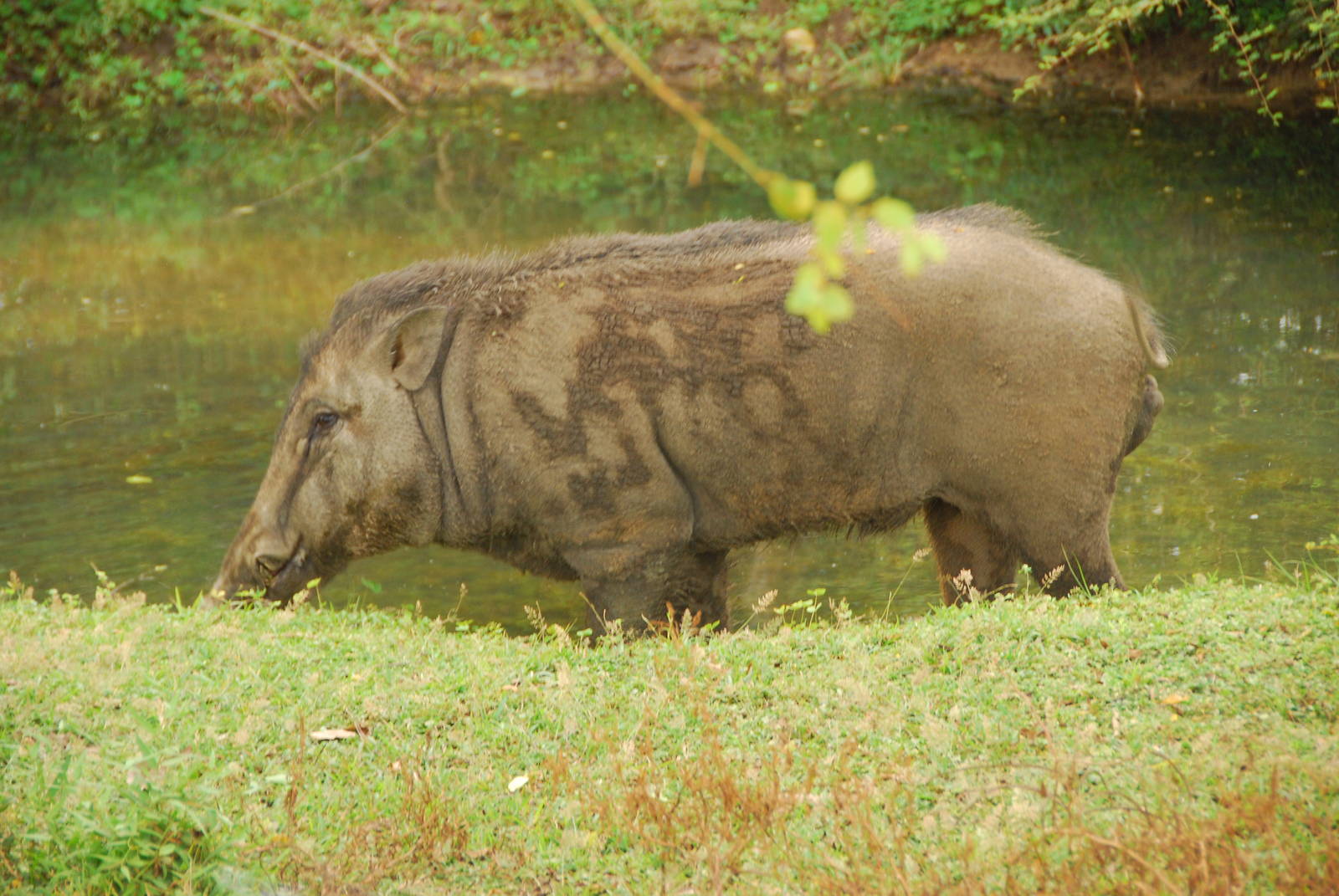 Yala National Park-Wild Boar near Entrance