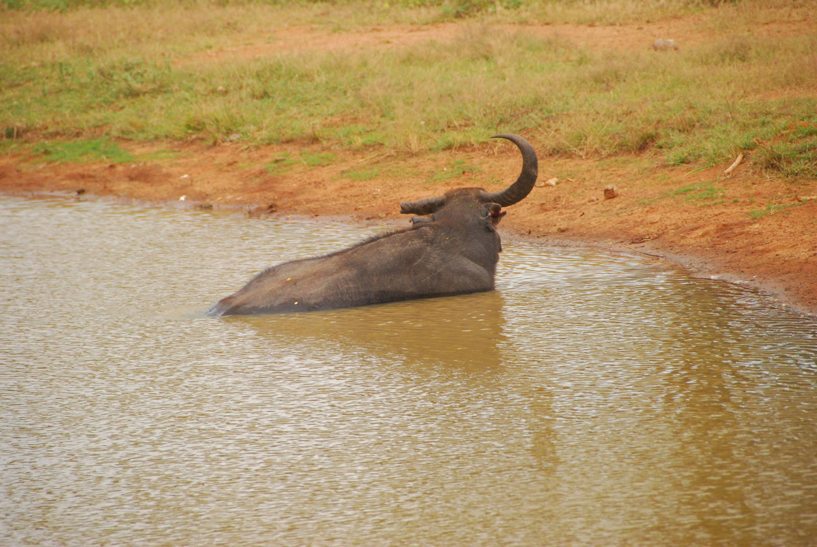 Yala-One-horned buffalo