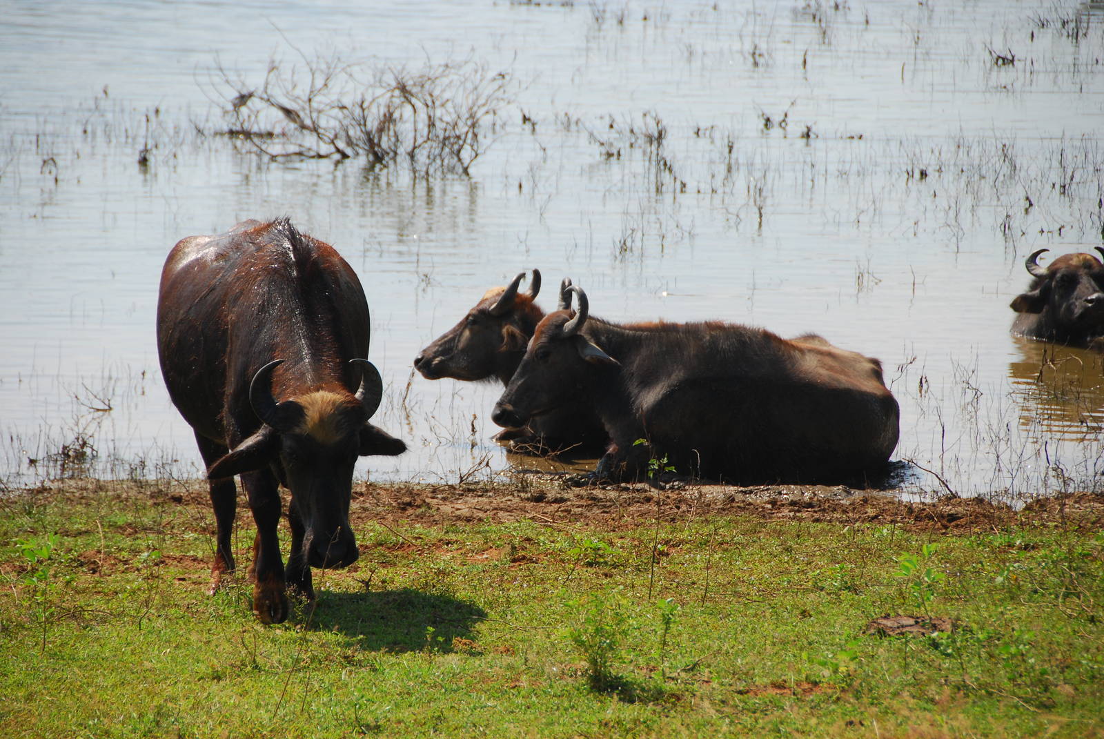 Yala-Water Buffalo
