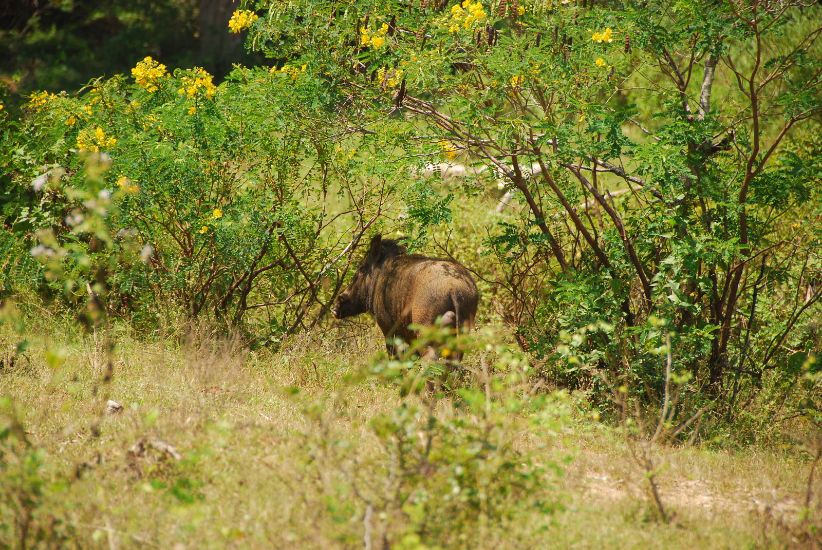 Yala-Wild Boar