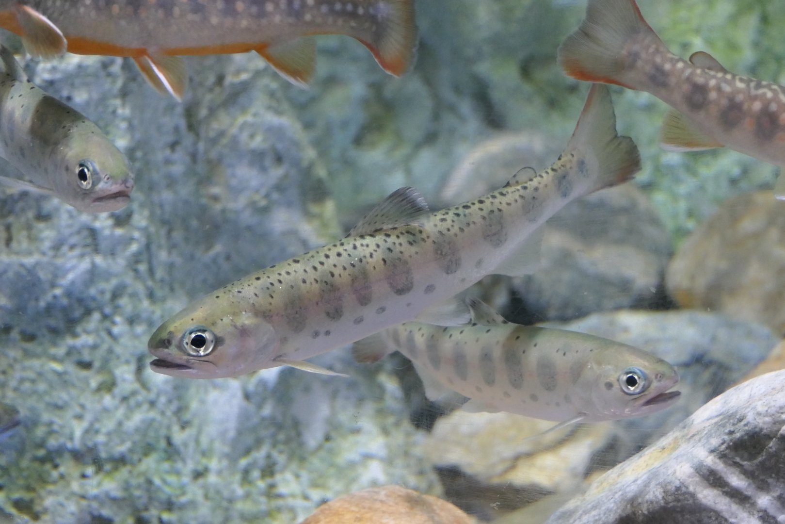 Yamame (Onchorhynchus masou masou) - Uozu Aquarium