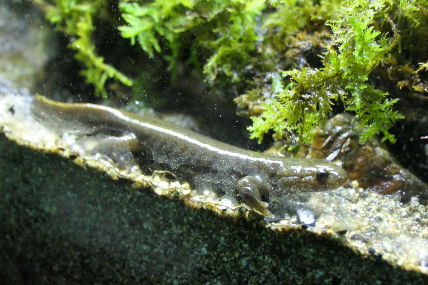 Yamato Salamander (Hynobius vandenburghi) - Lake Biwa Museum