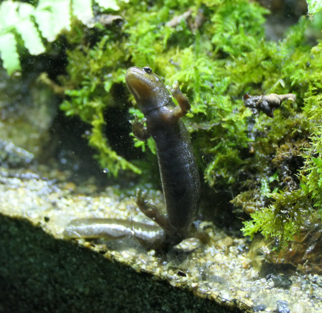 Yamato Salamander (Hynobius vandenburghi) - Lake Biwa Museum
