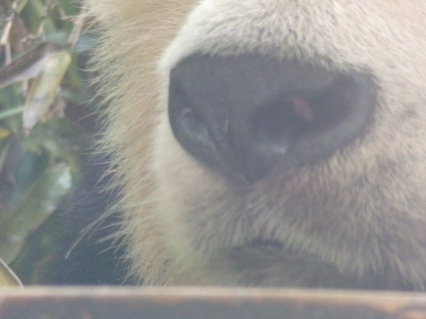 Yang Guang close up 17.7.23