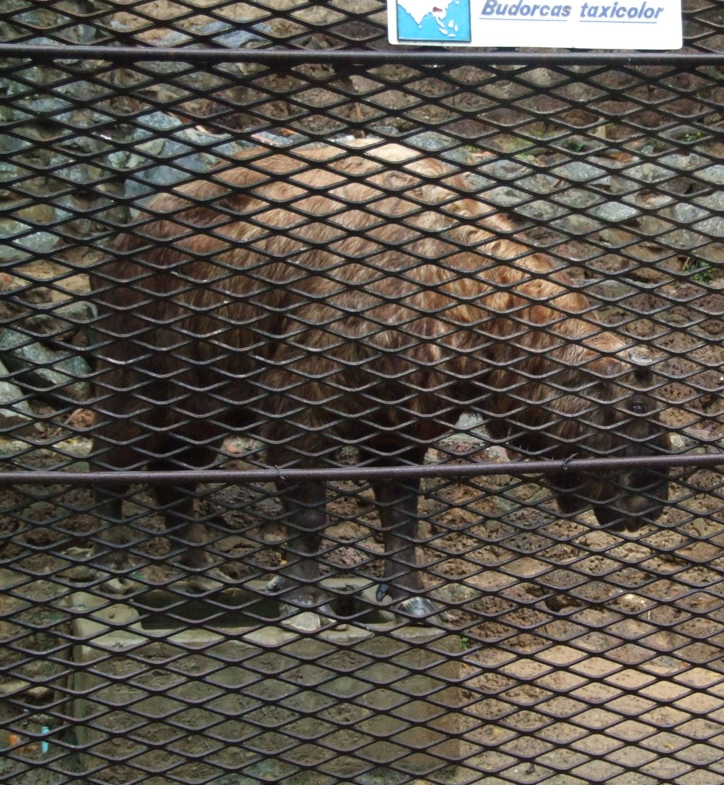 Yangon Zoological Gardens