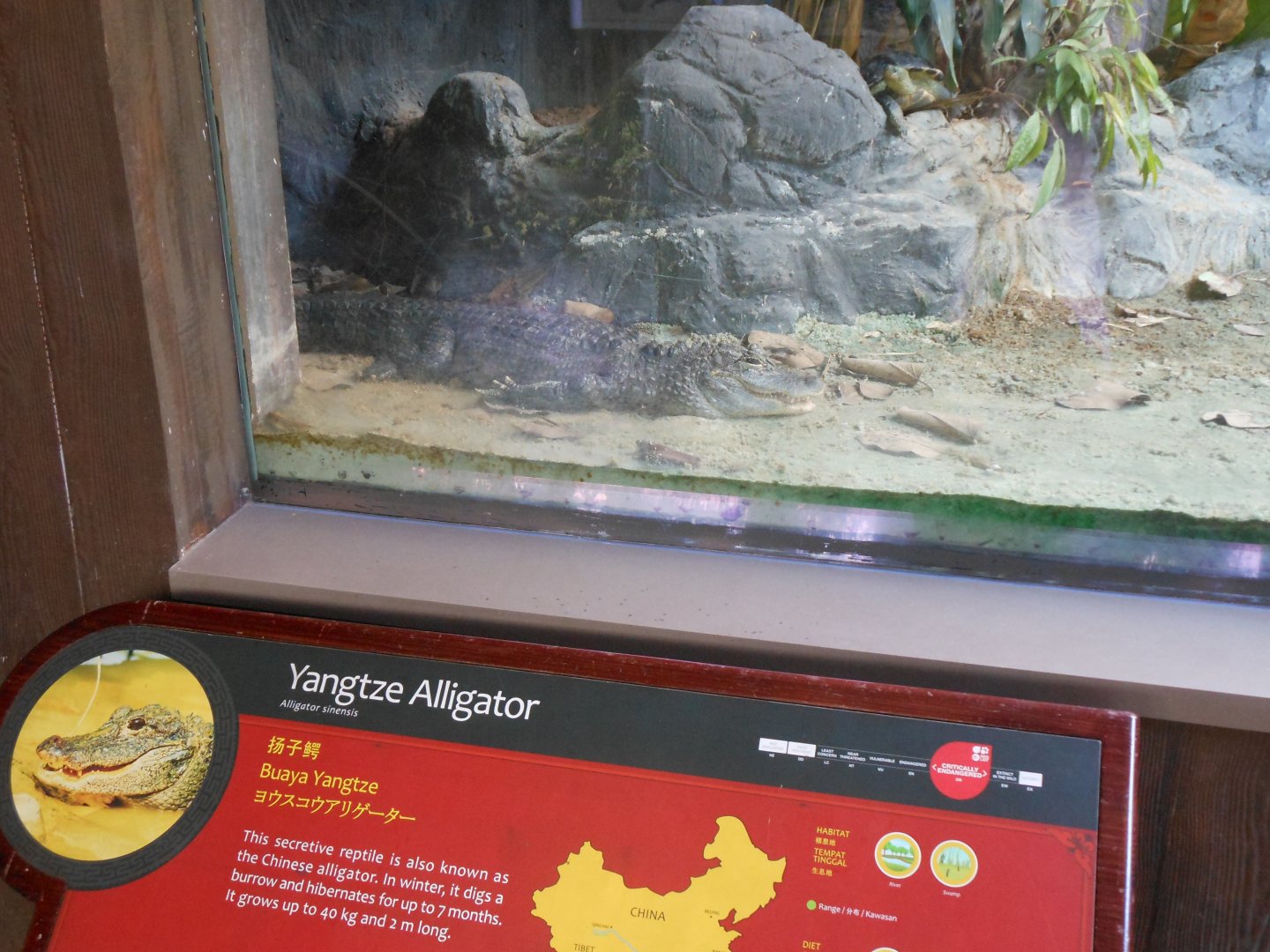 Yangtze Alligator (Alligator sinensis)