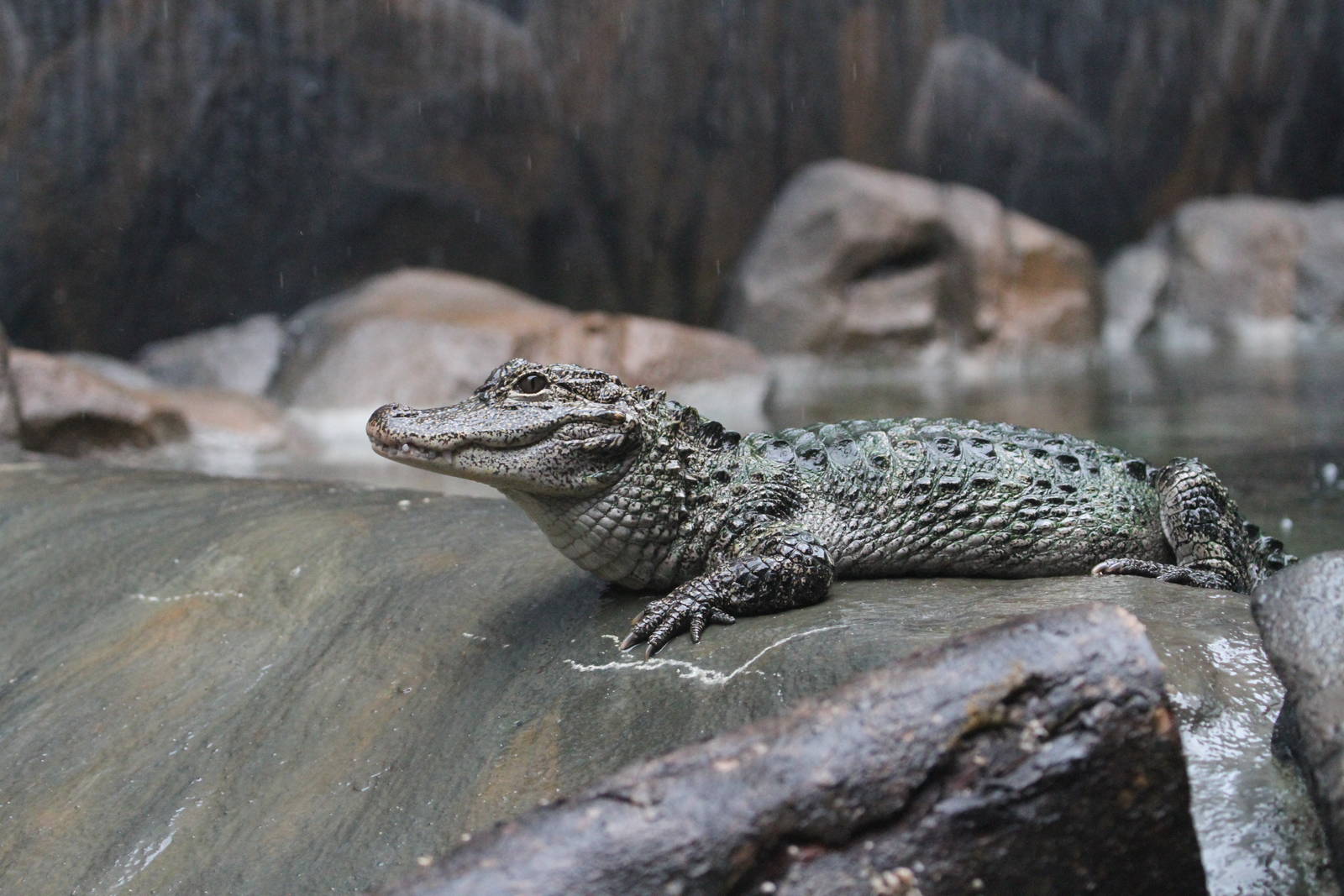Yangtze Alligator