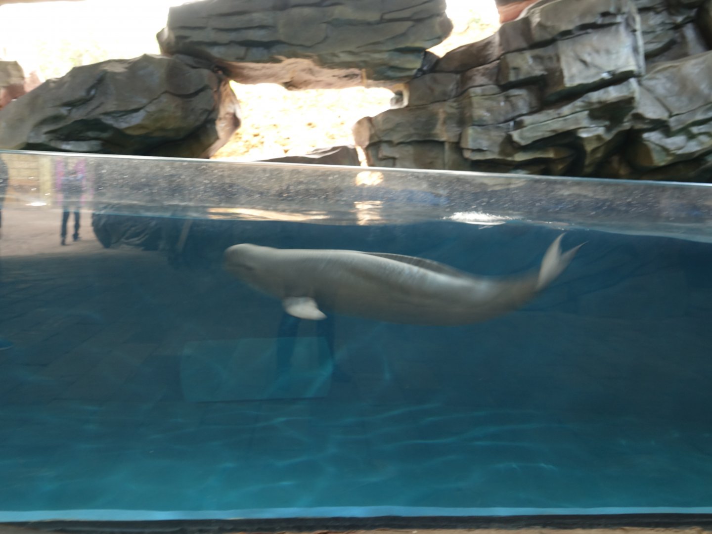 Yangtze Finless Porpoise (Neophocaena asiaeorientalis asiaeorientalis)  - 16.04.2018