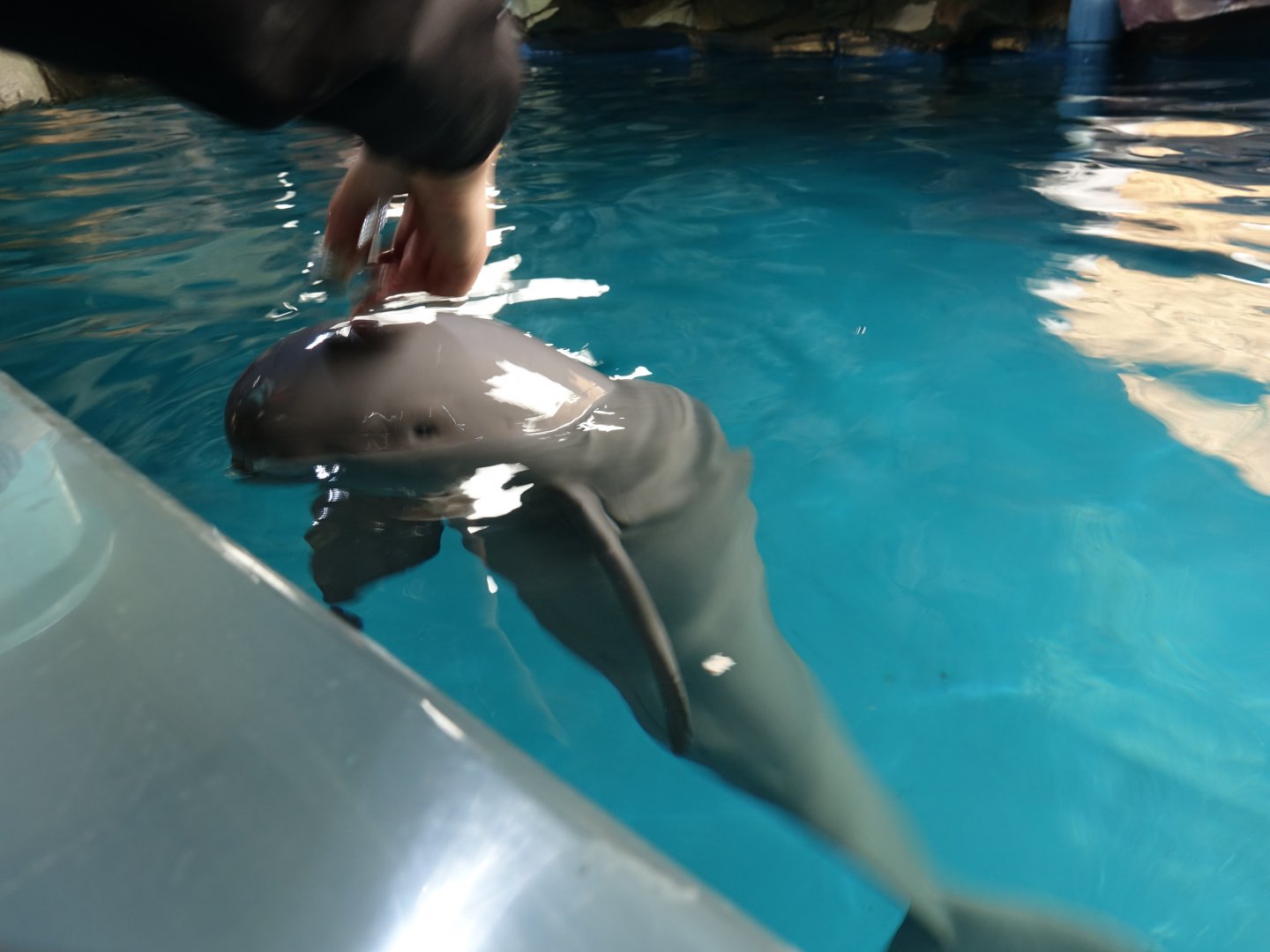 Yangtze Finless Porpoise (Neophocaena asiaeorientalis asiaeorientalis)  - 16.04.2018