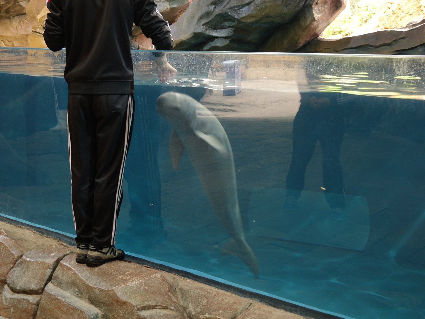 Yangtze Finless Porpoise (Neophocaena asiaeorientalis asiaeorientalis)  - 16.04.2018
