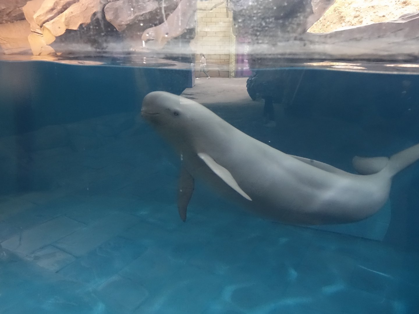 Yangtze Finless Porpoise (Neophocaena asiaeorientalis asiaeorientalis) - 16.04.2018