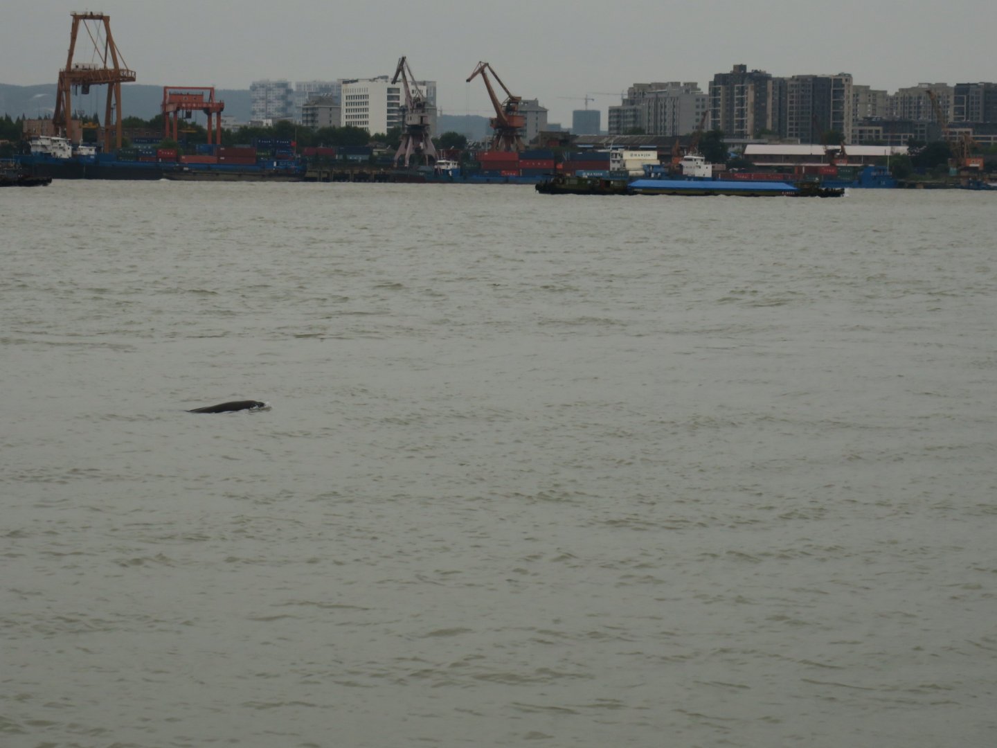 Yangtze finless porpoise (Neophocaena asiaeorientalis)