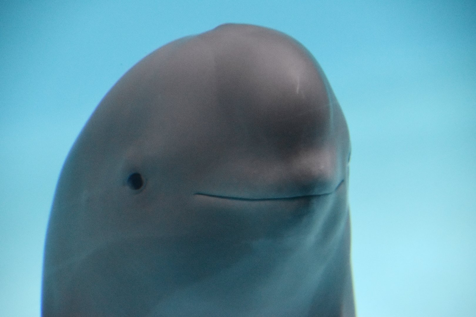 Yangtze Finless porpoise, Neophocaena asiaeorientalis