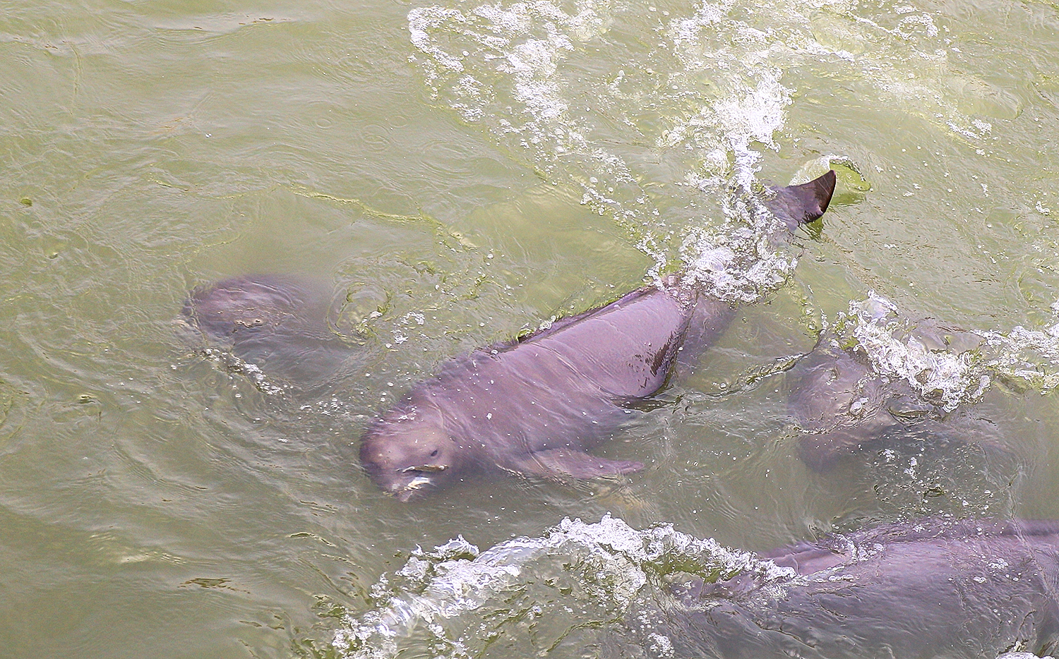 Yangtze finless porpoise (Neophocaena asiaeorientalis)