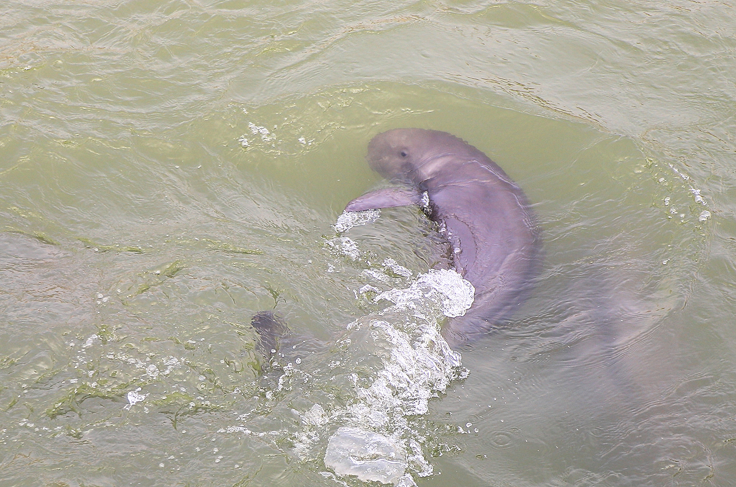 Yangtze finless porpoise (Neophocaena asiaeorientalis)