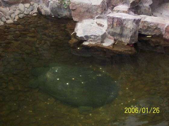 Yangtze Giant Soft Shelled Turtle（Rafetus Swinhoei）