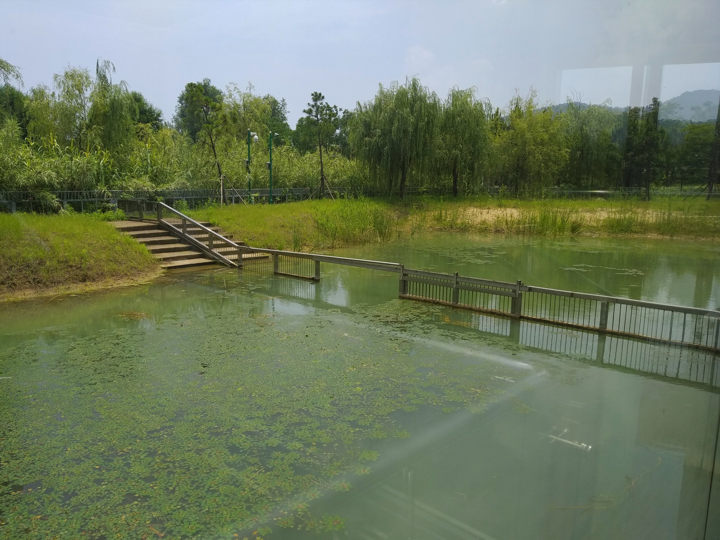 Yangtze Giant Softshell Turtle Exhibit
