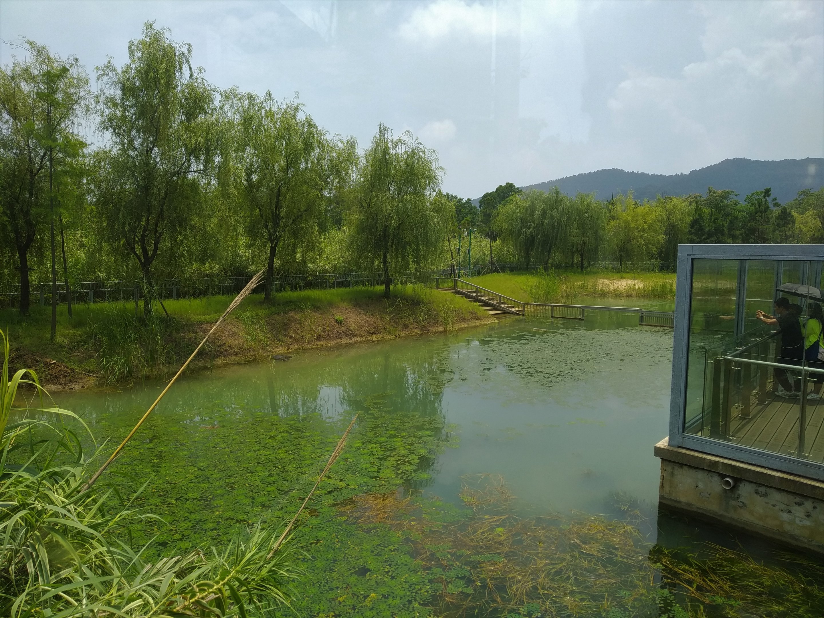 Yangtze Giant Softshell Turtle Exhibit