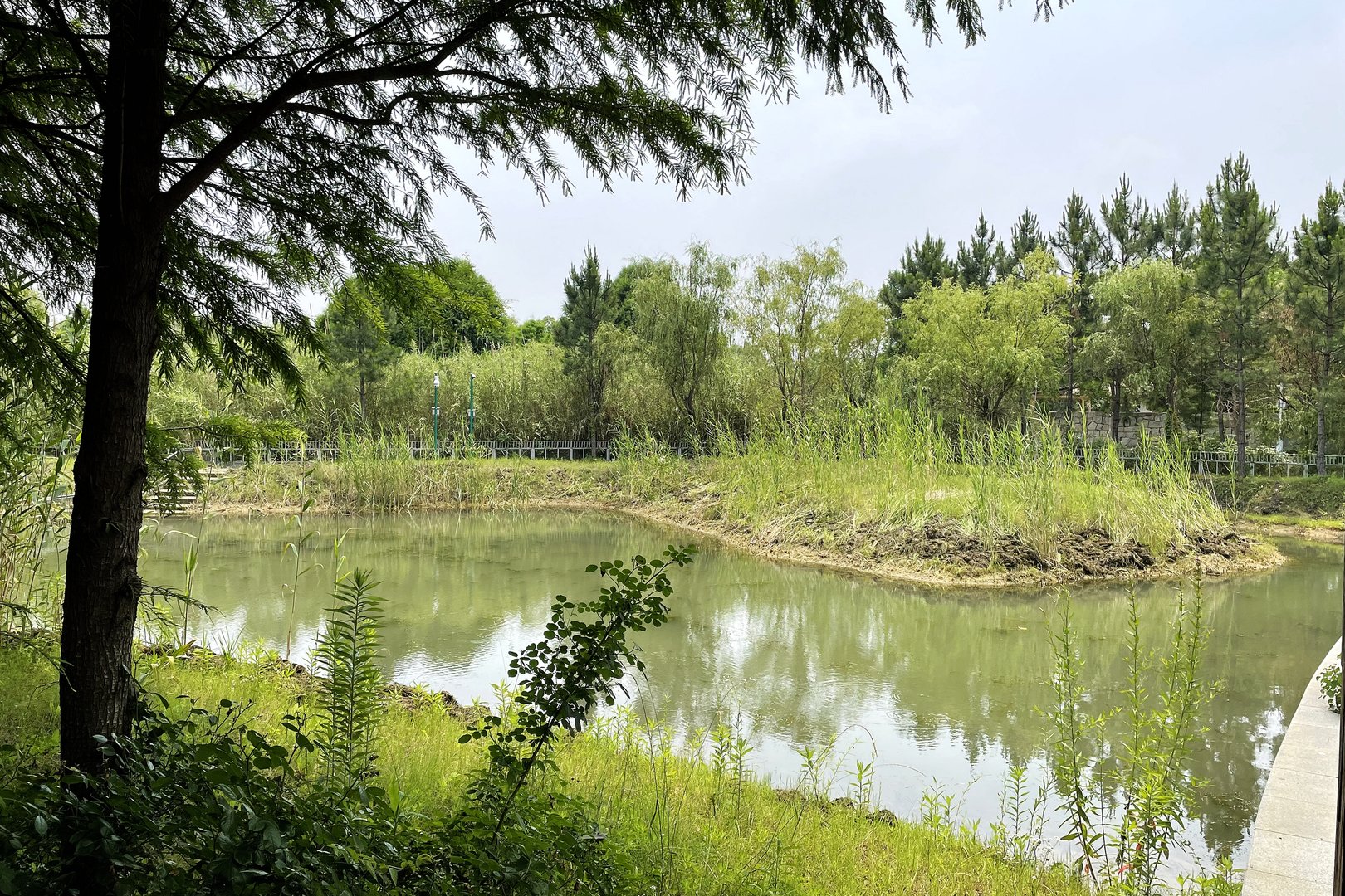 Yangtze Giant Softshell Turtle Exhibit